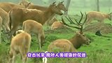 麋鹿见到雪太开心了，竟然把自己鹿角蹦掉了，站在原地一脸懵逼