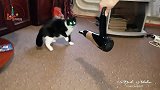 猫咪最讨厌吹风机了,女主人一拿起吹风机,猫咪就生气