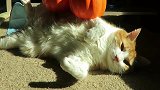 一只受气的猫咪，每天被主人欺负，心疼猫咪1秒钟