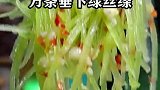 又一道漂亮的家常菜西湖春晓，这颜色也太好看了
