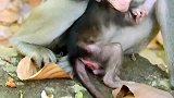 欢迎新生猴维奥拉它现在很饿，需要多吃一点猴奶