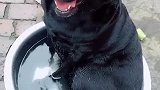 狗子：太热了，我来泡会澡！