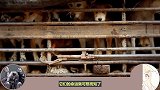 被拉进屠宰场的狗狗，为什么都不敢逃跑？原因真的让人心寒