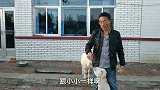 小山羊模仿能力真强，学习真快，简直就是两个小羊精