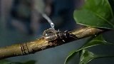 最嚣张的鱼：口气很太大了啊