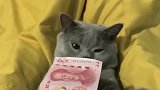 猫咪啥都不要，一说给它钱，猫咪抱住就啃，贪财的蓝猫！