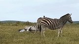 动物攻击斑马，水牛大战狮子