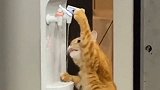 这只猫真聪明，三天用掉一桶水的原因终于找到了，请问我该怎么办