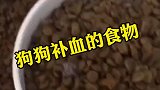 你懂的怎么给狗狗补血吗？