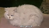 三只流浪猫被人类收养，银渐层主动送上门？