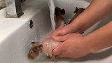 三头迷你小河马，今天第一次洗澡