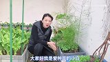 又吃芽菜，阳台种菜必种，没阳光也能长，七天就能采收