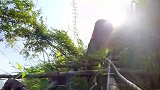 农村孩子的上学路，每天必须爬悬崖，看着真心酸！