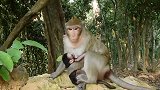 猴妈妈带着宝宝坐在那里，游客给了个香蕉马上就吃了