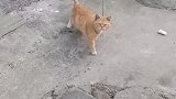我家看门的小橘狗
