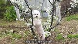 单从气质这一块说，我就没服过