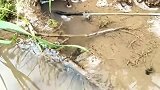 什么季节的黄鳝最多，钩子一放下去就上钩了!