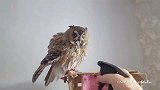 原来家养猫头鹰是这么洗澡的！大开眼界了