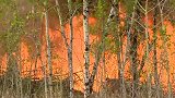 加拿大西部发生丛林大火：消防员灭火一天仍未控制 近万居民断电