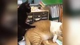 好会玩的猫咪啊，还乖乖的躺着，这是在帮你按摩吗