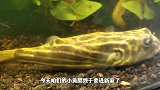 20公分河豚生气变成皮球，满是是刺当鞋刷，鲫鱼肉身被吃光还活
