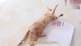 初试猫薄荷棒棒糖，猫咪直接嗨翻了这疯狂的样子太逗了
