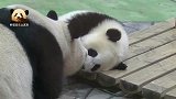 乖巧可爱的熊猫宝宝上演暖心一幕：亲亲我的好妈妈！