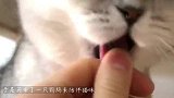 鹦鹉看到猫咪就炸毛！一见面就骂，网友：猫咪每个动作都好有教养