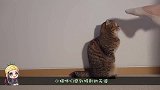 关系再好也不能碰它的仓鼠，不然就会发脾气的大猫，太可怕了