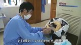 熊猫宝宝：小熊猫躺在饲养员的怀里，小小一只可爱级了！