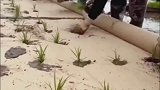 人工种植的水稻