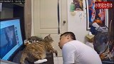 主人想逗猫咪离开电脑，它却不赏脸，好难过！