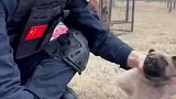 对搜救犬的训练，果然从小就不一般