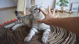 主人突然把手快速放到猫面前，看看3只猫会有什么反应？