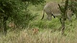 母斑马给猎豹强致命的一脚，来保护小斑马，猎豹不幸中招
