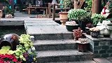 去丽江旅行，一定要住这么美的庭院。
