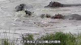 角马被鳄鱼拖入水中，在绝境中却出现了反转