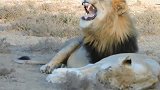 母狮睡觉，雄狮一旁边闻边笑！
