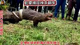 蛇獴被剧毒无比的辣条缠住！