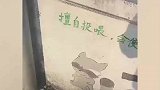 小浣熊的肥胖，跟每一个投喂的游客脱不了干系
