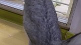 猫咪老三真小气，主人想拿它的孩子给它妈妈看，它都急眼了