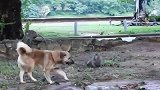 大狗太强壮，猴王想迎战，被吓得狼狈逃跑，精彩