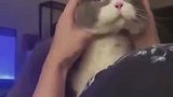 效果杠杠的猫猫咪的迷惑行为