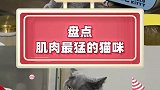 猛猫出击！萌宠出道计划猫咪的迷惑行为