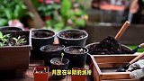 寒兰的养殖方法和注意事项
