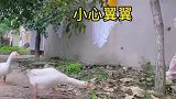 小姐姐被村里的恶霸大鹅追着跑的搞笑画面！