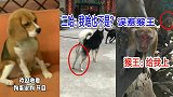 搞笑动物：狗狗不会吃主人手上的食物？看到二哈的动作我笑了