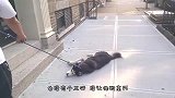主人不让哈士奇出门，下一秒别笑，这狗怕是成精了