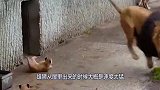 雄狮一巴掌打飞儿子，不料被母狮目睹全过程，母狮反应直戳我笑点