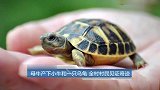 母牛产小牛和一只乌龟 当地行政首长称：证明神的伟大